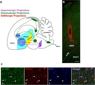 Blocking Opioid Receptors in a Songbird Cortical Region Modulates the Acoustic Features and Levels of Female-Directed Singing